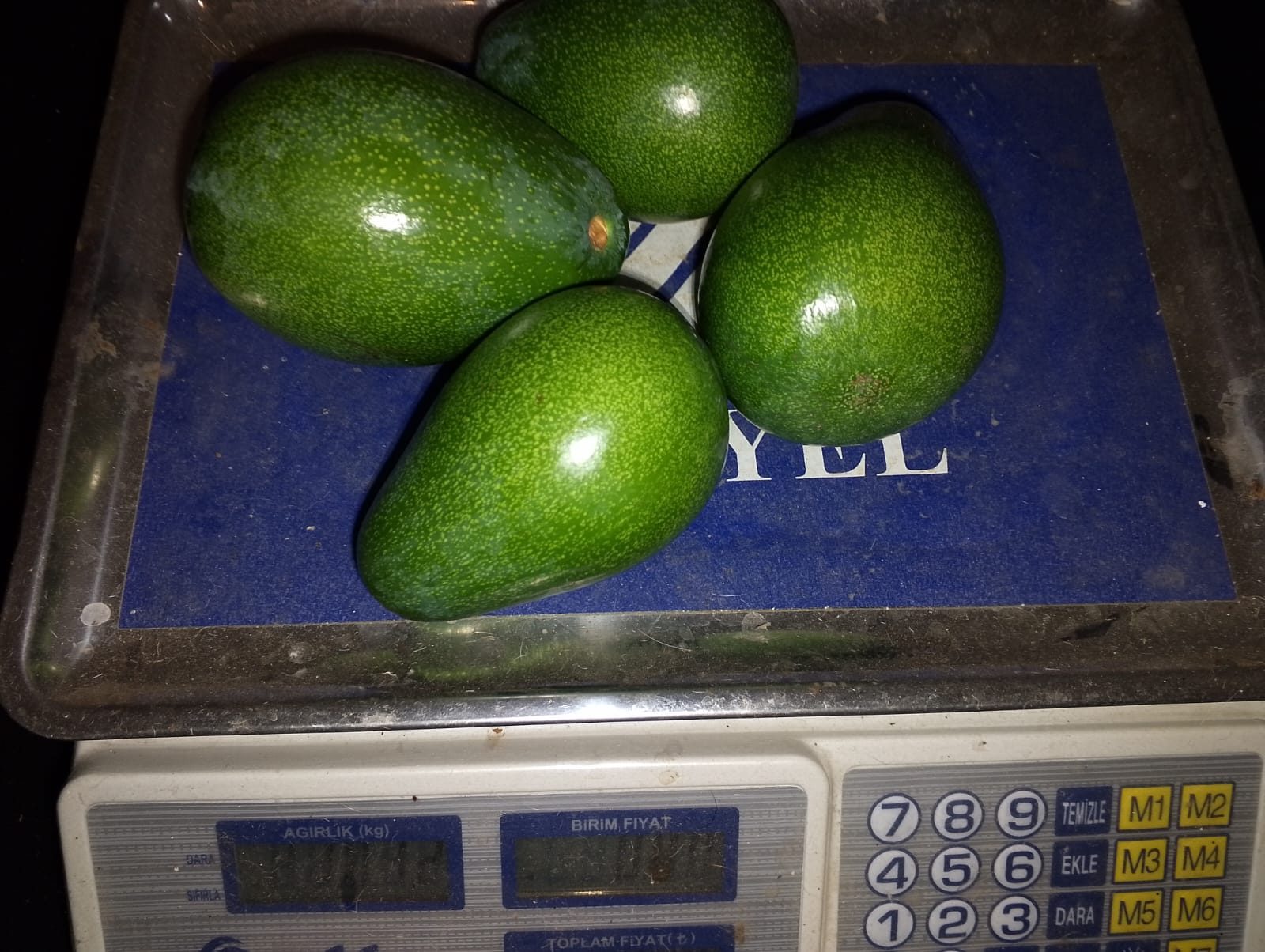 Avokado
